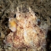octopus_coconut_fb_bb_si_v_0707_kom1425.jpg